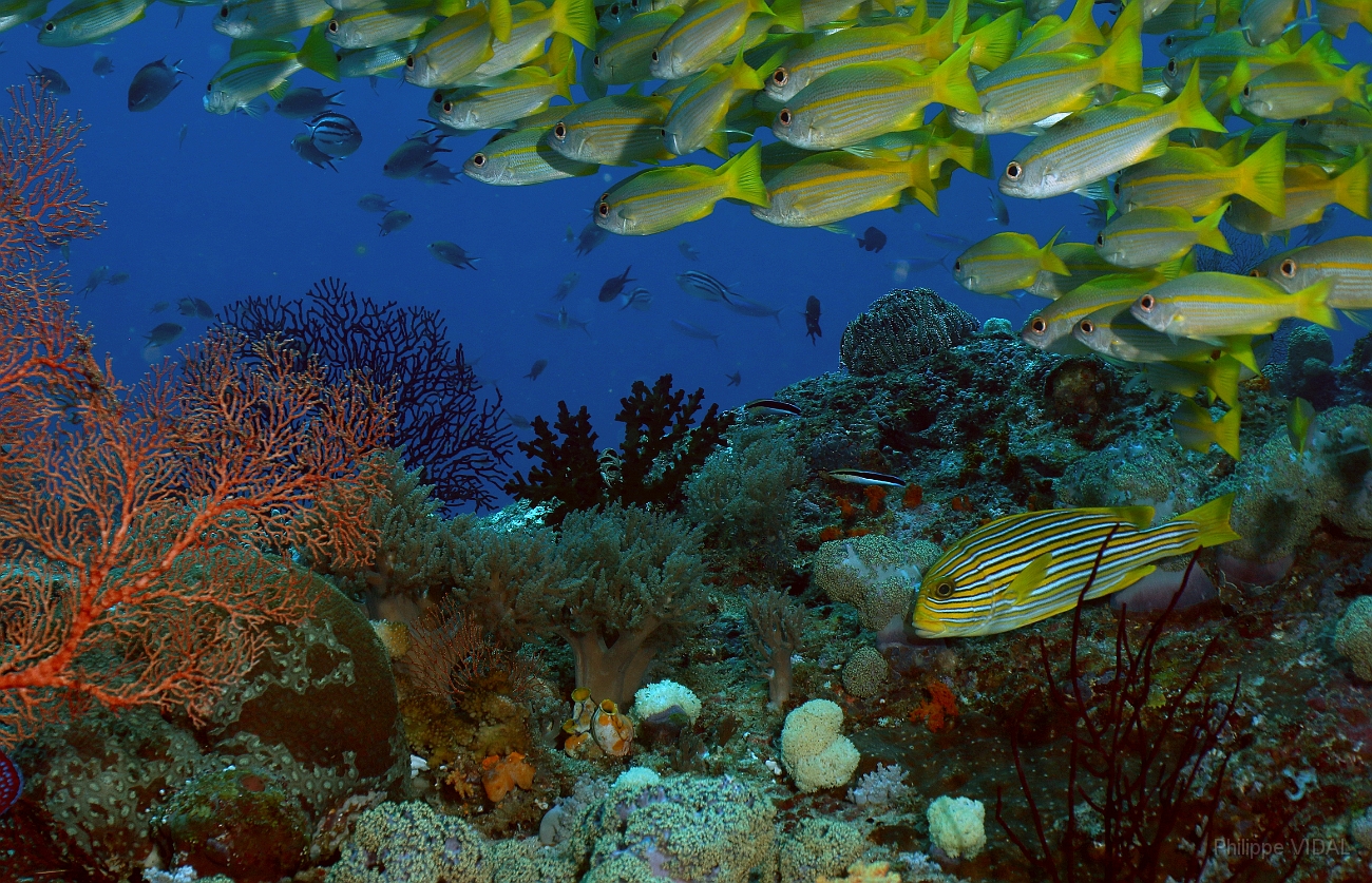 Raja Ampat 2016 - Lutjanus lutjanus - Bigeye snapers - Vivaneaux gros yeux - IMG_4271_rc.jpg